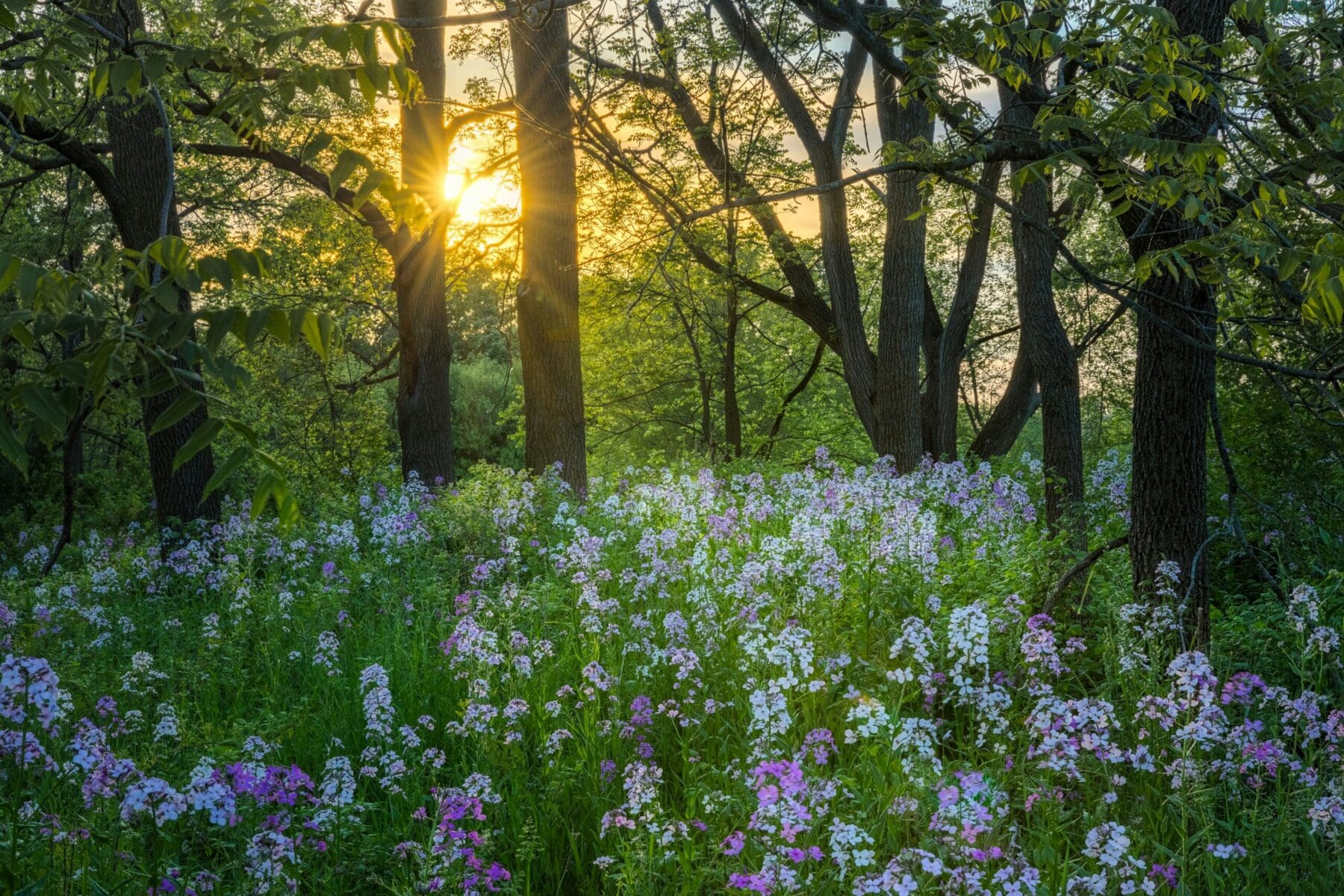 Spring flowers blooming in Southeast Wisconsin